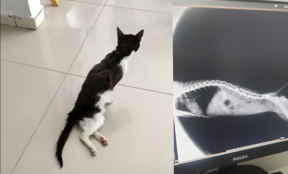 Canilik bu sefer Ambardere’de boy gösterdi