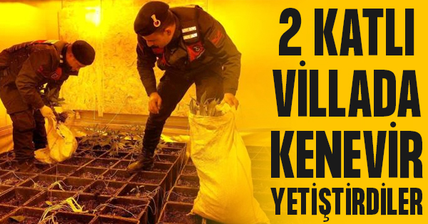 2 katlı villayı kenevir yetiştirmek için kullanmışlar